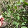 Laserpitium siler L. Apiaceae Laser siler