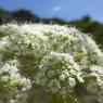 Laserpitium siler L. Apiaceae Laser siler