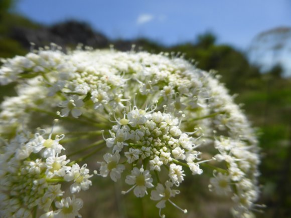 Laserpitium siler L. Apiaceae Laser siler