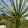 Laserpitium siler L. Apiaceae Laser siler