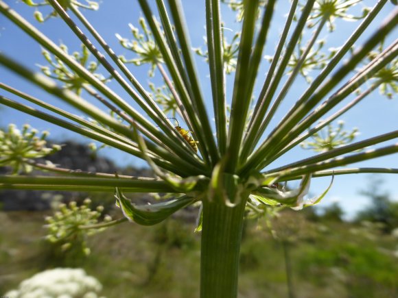 Laserpitium siler L. Apiaceae Laser siler