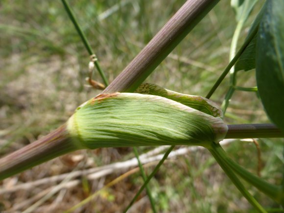 Laserpitium siler L. Apiaceae Laser siler