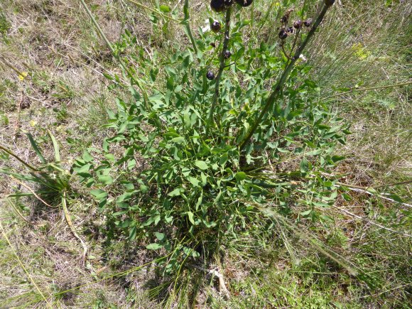 Laserpitium siler L. Apiaceae Laser siler