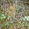 Pimpinella saxifraga L. Apiaceae - Boucage saxifrage