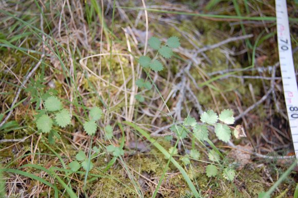 Pimpinella saxifraga L. Apiaceae - Boucage saxifrage