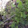Scandix pecten-veneris L. Apiaceae-Peigne de Vénus