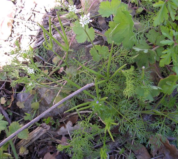 Scandix pecten-veneris L. Apiaceae-Peigne de Vénus