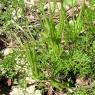 Scandix pecten-veneris L. Apiaceae-Peigne de Vénus