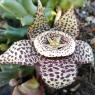 Orbea variegata (L.) Haw. Apocynaceae