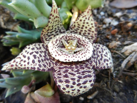 Orbea variegata (L.) Haw. Apocynaceae