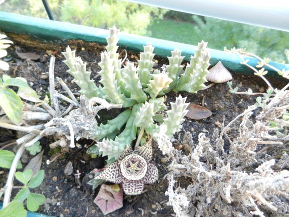 Orbea variegata (L.) Haw. Apocynaceae