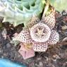 Orbea variegata (L.) Haw. Apocynaceae