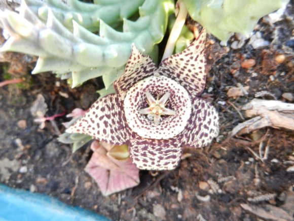 Orbea variegata (L.) Haw. Apocynaceae