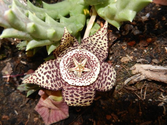 Orbea variegata (L.) Haw. Apocynaceae