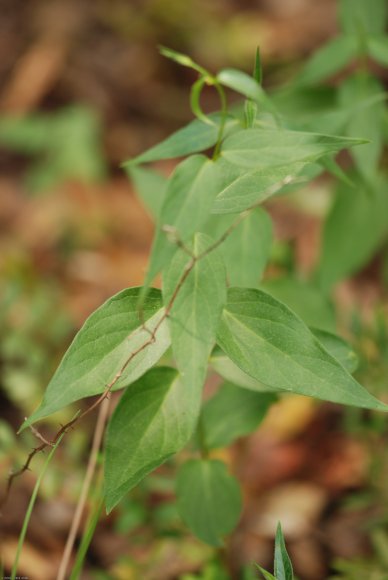 Vincetoxicum nigrum (L.) Moench -Apocynaceae - Dompte-venin noir