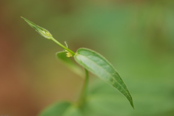 Vincetoxicum nigrum (L.) Moench -Apocynaceae - Dompte-venin noir