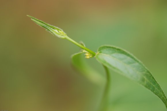 Vincetoxicum nigrum (L.) Moench -Apocynaceae - Dompte-venin noir