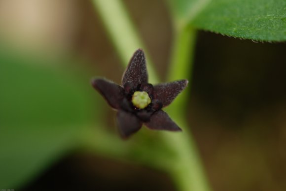 Vincetoxicum nigrum (L.) Moench -Apocynaceae - Dompte-venin noir