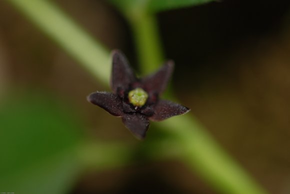 Vincetoxicum nigrum (L.) Moench -Apocynaceae - Dompte-venin noir