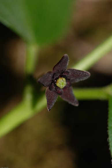 Vincetoxicum nigrum (L.) Moench -Apocynaceae - Dompte-venin noir