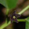 Vincetoxicum nigrum (L.) Moench -Apocynaceae - Dompte-venin noir