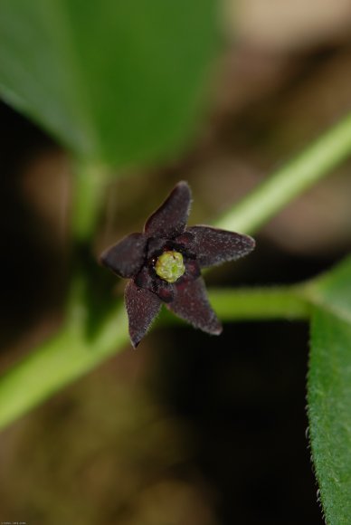 Vincetoxicum nigrum (L.) Moench -Apocynaceae - Dompte-venin noir