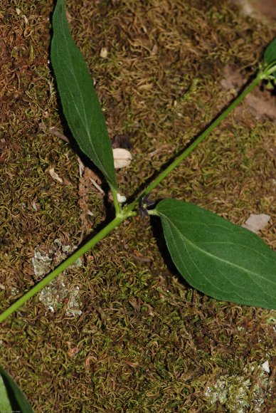 Vincetoxicum nigrum (L.) Moench -Apocynaceae - Dompte-venin noir