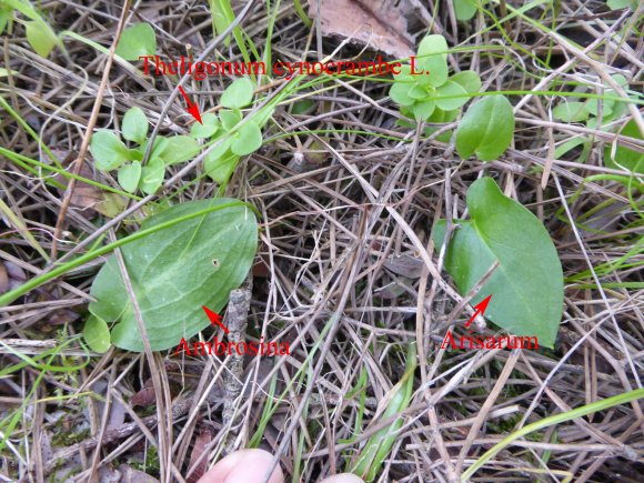 Ambrosina bassii L. Araceae Ambrosine de Bassi