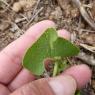 Aristolochia clematitis L. Aristolochiaceae
Aristoloche clématit