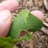 Aristolochia clematitis L. Aristolochiaceae
Aristoloche clématit