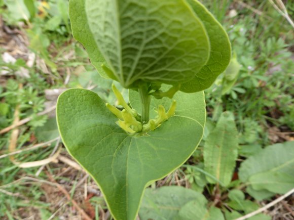 Aristolochia clematitis L. Aristolochiaceae
Aristoloche clématit