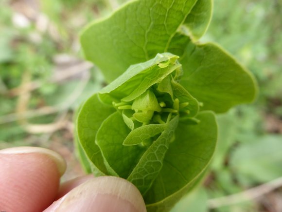 Aristolochia clematitis L. Aristolochiaceae
Aristoloche clématit