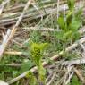 Aristolochia paucinervis + Aristolochia rotunda+ Aristolochia cl