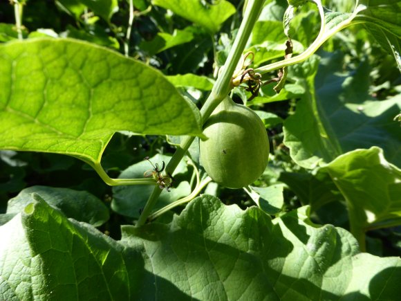 Aristolochia clematitis