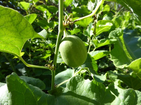 Aristolochia clematitis