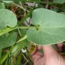 Aristolochia paucinervis Pomel Aristolochiaceae
Aristoloche à ne