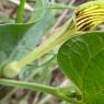 Aristolochia paucinervis Pomel Aristolochiaceae
Aristoloche à ne