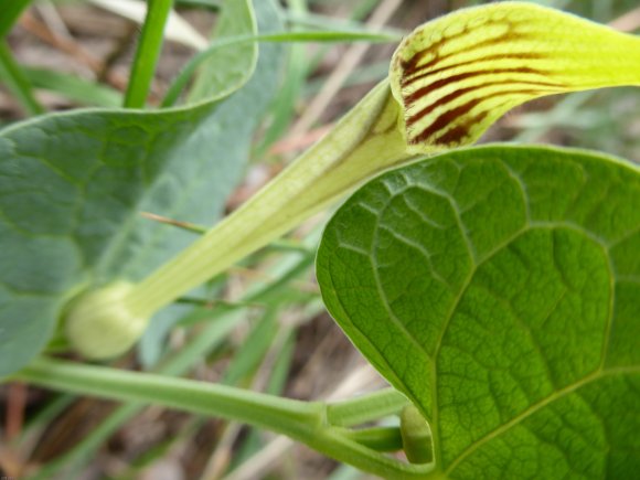 Aristolochia paucinervis Pomel Aristolochiaceae
Aristoloche à ne