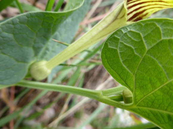 Aristolochia paucinervis Pomel Aristolochiaceae
Aristoloche à ne