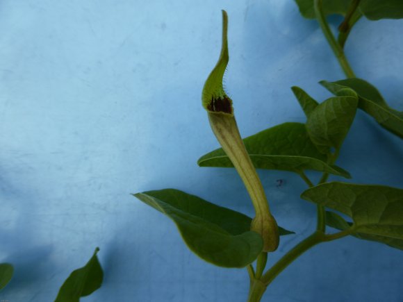 Aristolochia paucinervis