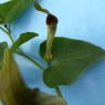 Aristolochia paucinervis