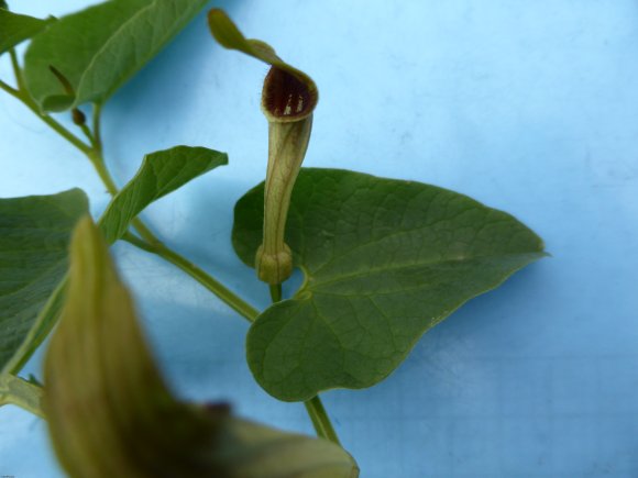 Aristolochia paucinervis