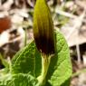 Aristolochia rotunda L. Aristolochiaceae
Aristoloche à feuilles