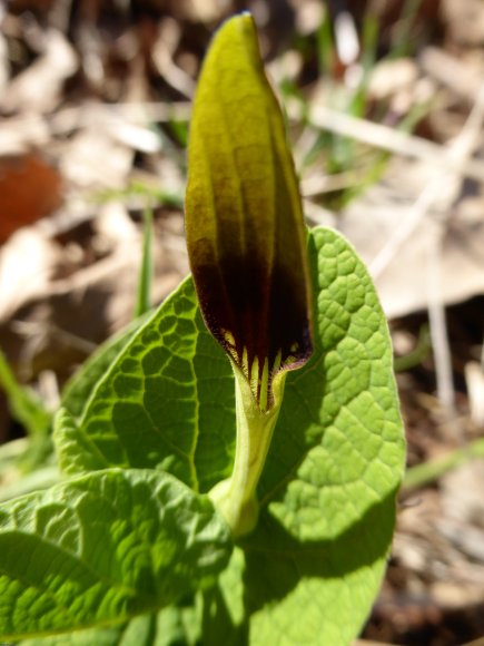 Aristolochia rotunda L. Aristolochiaceae
Aristoloche à feuilles