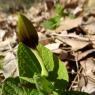 Aristolochia rotunda L. Aristolochiaceae
Aristoloche à feuilles