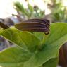 Aristolochia rotunda L. Aristolochiaceae
Aristoloche à feuilles