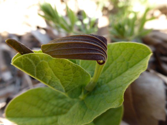 Aristolochia rotunda L. Aristolochiaceae
Aristoloche à feuilles