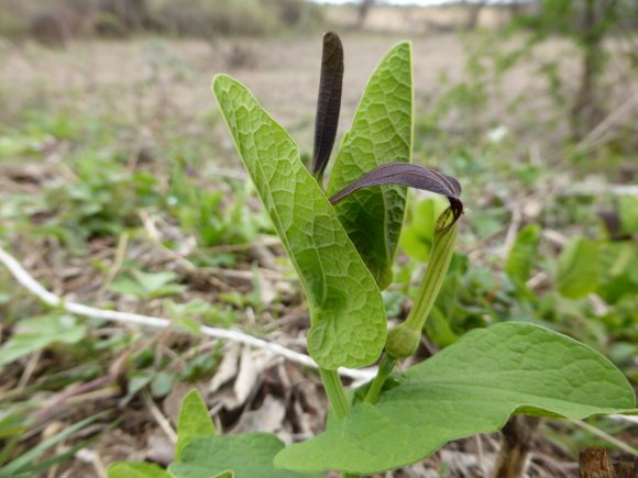 Aristolochia rotunda L. Aristolochiaceae
Aristoloche à feuilles