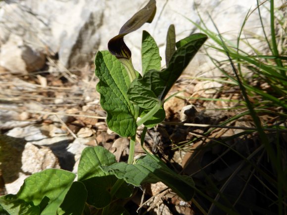 Aristolochia rotunda