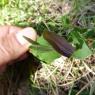 Aristolochia rotunda